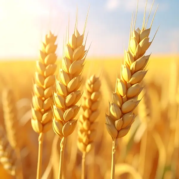 Farinha de trigo: como a escolha certa impacta a produção de pães na sua padaria